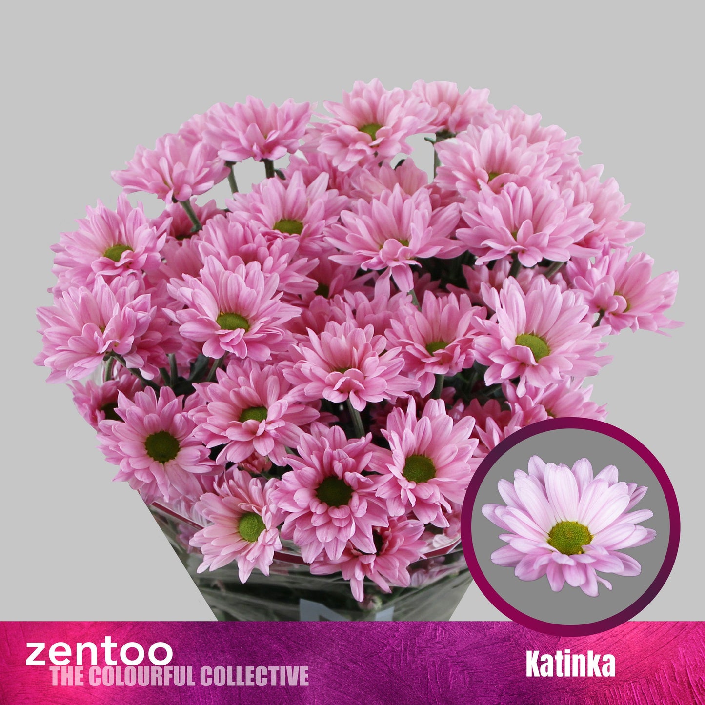 Spray Chrysanthemum - Chrysanthemum - Katinka