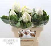 Protea - Protea cynaroides - Arctic Ice