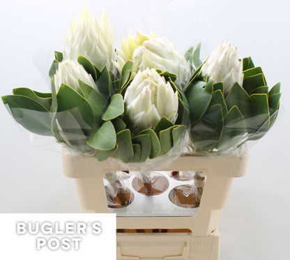 Protea - Protea cynaroides - Arctic Ice