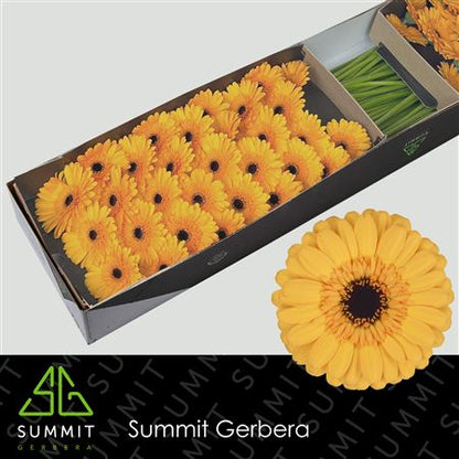 FeedSync:wholesale:8f7e332fc2783699f6117c73ac90abb59bac1264