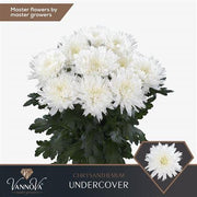 Disbudded Chrysanthemum - Chrysanthemum - Dekundercover