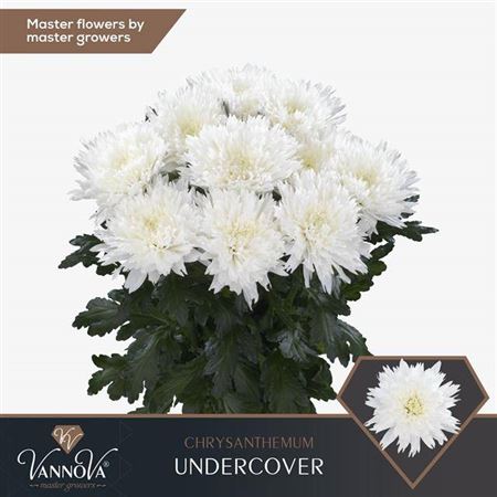 Disbudded Chrysanthemum - Chrysanthemum - Dekundercover