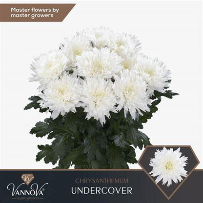 Disbudded Chrysanthemum - Chrysanthemum - Dekundercover