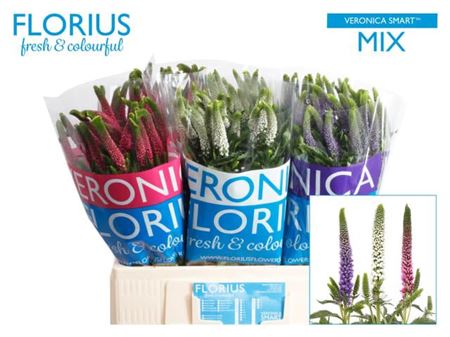 Veronica Smart Mixed