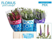 Veronica Smart Mixed