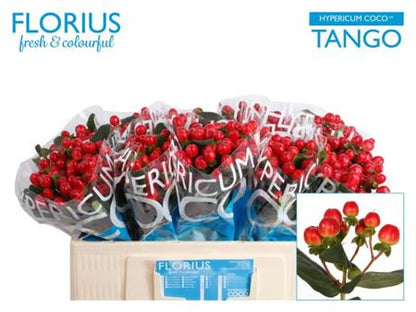 Red Hypericum ‘Alltango’ – 50cm Stems