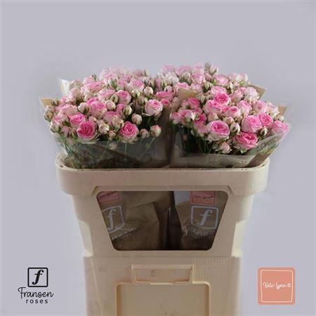FeedSync:wholesale:747787c7e9cc188d477a94c70002260ce7482b69