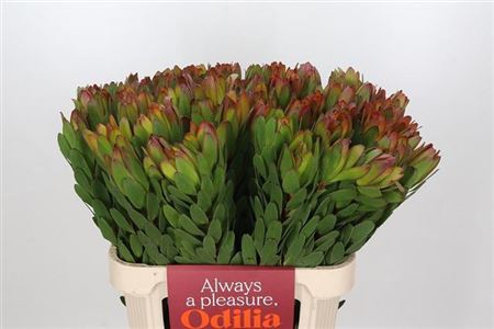FeedSync:wholesale:a1dcb6a699b970d4cda9ac636d495999b5d775e0