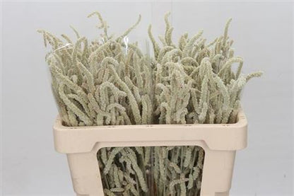 FeedSync:wholesale:3c4f0abf2d43b11752658872b49485f2a25bfcf1