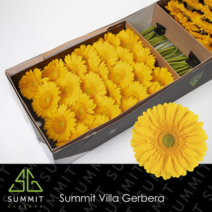 Gerbera Submarine