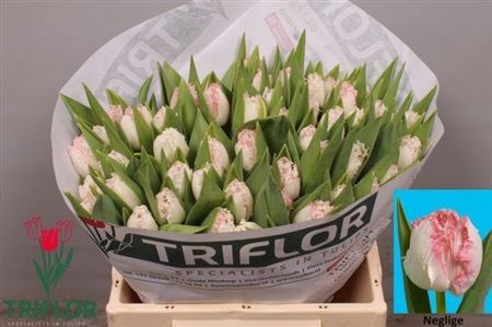 FeedSync:wholesale:2f198540e7139a076e075acd901c4192729eed38