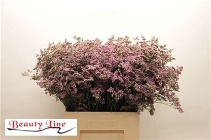 FeedSync:wholesale:4ba3e9aa7dbf4953783ebc96a7338a6a7a0982be