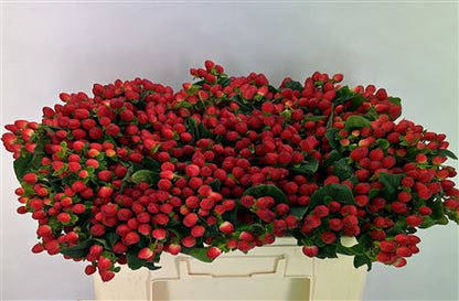 FeedSync:wholesale:a5aaa16ba461fd0fe57b0f1c59ffbb9e2107687c