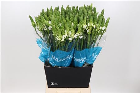 White Ornithogalum ‘Mount Fuji’ – 45cm Stems
