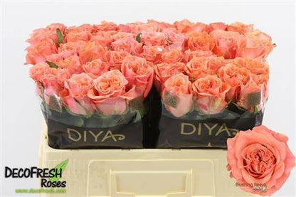 Rose Blushing Reeva