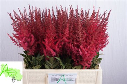 Astilbe Paul Gaarde