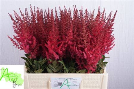 Astilbe Paul Gaarde