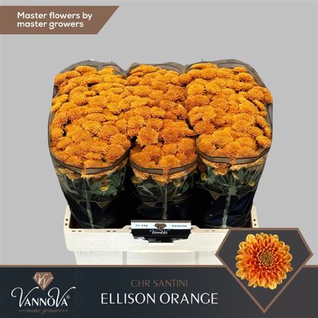 Chrysanthemum Santini Ellison Orange