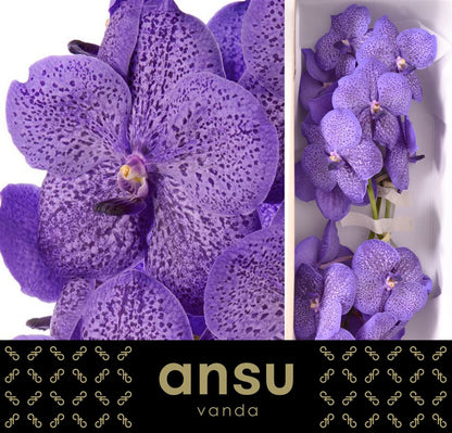 FeedSync:wholesale:53a523c739ab8d8966c92f5f29fb921c42b5d3be