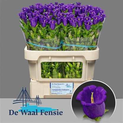 Bellflower Champion Blue (10 Stems)