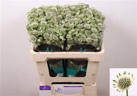 Astrantia Billion Star (50 Stems)