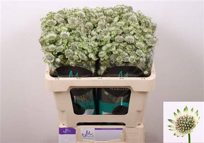 Astrantia Billion Star (50 Stems)