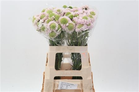 FeedSync:wholesale:63fde0a4f9e55ae14ea3593ec78d62767f9f94b6