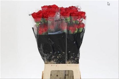 Carnation Standard Don Pedro (20 Stems)