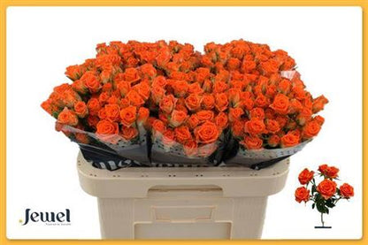 FeedSync:wholesale:3edc38c990eb942199f86c6688faa0aedf7a7a0f