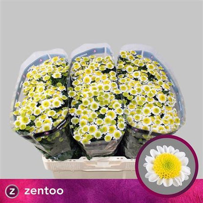 Santini Chrysanthemum - Chrysanthemum - Sun Up