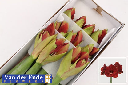 FeedSync:wholesale:21fedbf9d51c89b1e7453c8edafc73e2bdb7ca0d