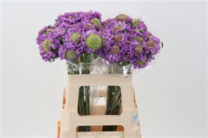 FeedSync:wholesale:7f980911d9f7f2ca7193bbf4d70c4737a3fff227