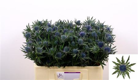 FeedSync:wholesale:a314f9461868a75de9ba0c2ca50df1588b5d716e