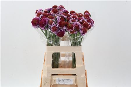 FeedSync:wholesale:af4a40f2030f768145f7c6b0714adad2e12ca5a1
