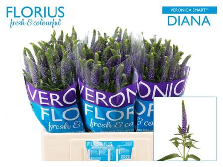 Veronica Smart Diana (25 Stems)