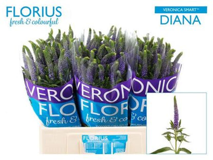 Veronica Smart Diana (25 Stems)