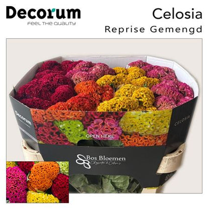 Celosia - Celosia (Cristata Group) - Reprise Mixed