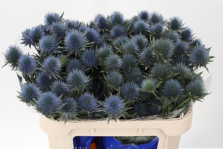 Sea Holly - Eryngium - Magnetar