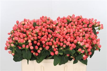 Hypericum - Hypericum inodorum - Kolmaprince