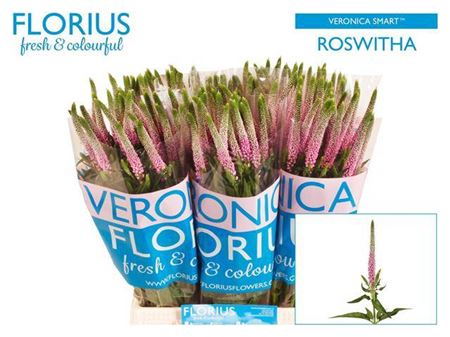 Veronica - Veronica - Allroswitha