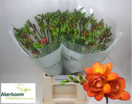 FeedSync:wholesale:8a083416f555baaa4a442a7ef7d9f83ef06fd43b