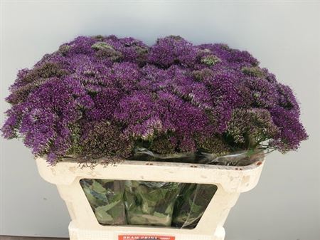 Trachelium - Trachelium caeruleum - Southlake