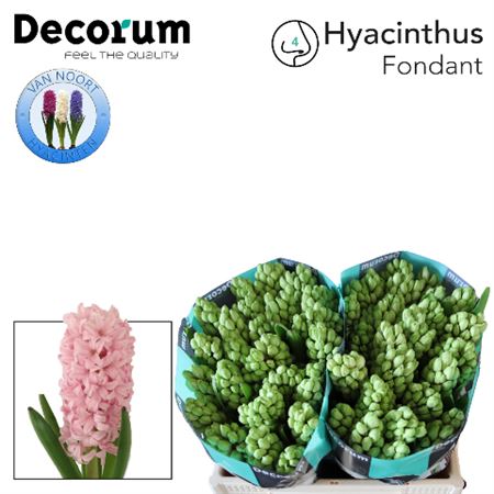 Hyacinth Fondant (50 Stems)