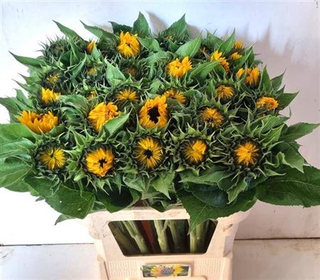 Helianthus Sunrich Orange (10 Stems)
