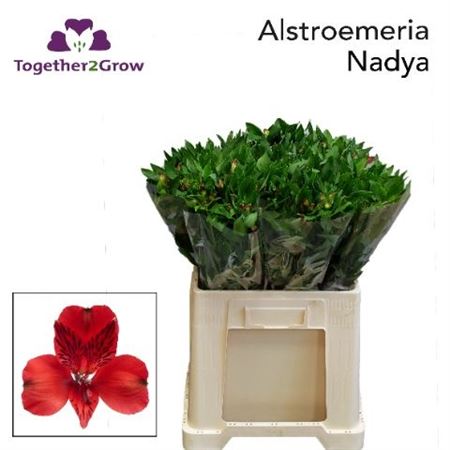 FeedSync:wholesale:4a5e344f4eed5bbdd8eec1ddd1b7cfae6b0ed33a