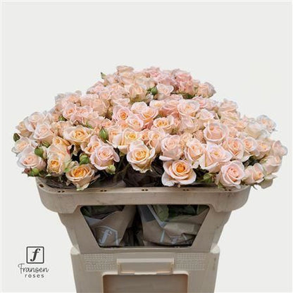 Spray Rose - Rosa - Morning Star