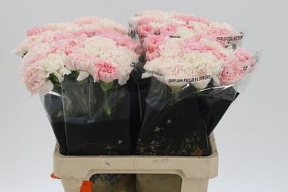 Carnation Standard Mix Marriage