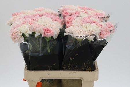 FeedSync:wholesale:a1f524fd2e22ae11e581424c0e4eaddda9d5e802