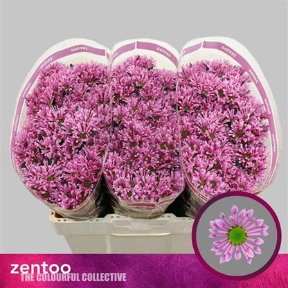 Santini Chrysanthemum - Chrysanthemum - Dekbluff