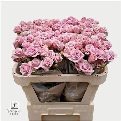 Spray Rose - Rosa - Leila